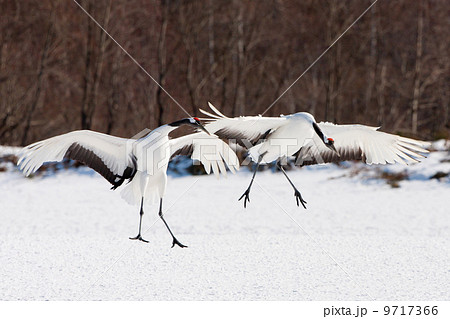 Japanese cranes, Hokkaido, Japan 9717366
