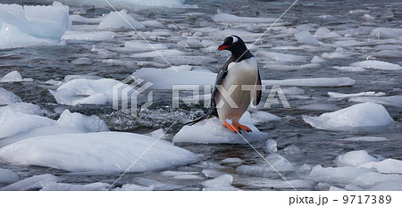 Gentoo penguin, Antarctica 9717389