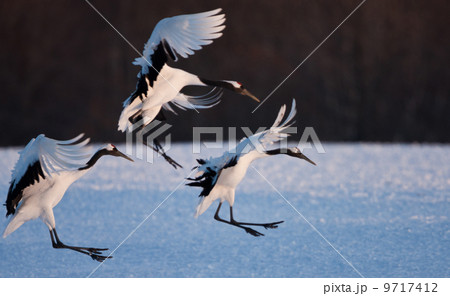 Japanese cranes, Hokkaido, Japan 9717412