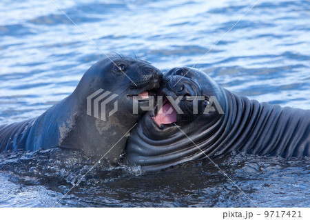 Southern Elephant Seal Pups, Mirounga leonina, South Georgia Island, Falkland islands Southern Elephant Seal Pups, Mirounga leonina, South Georgia Island, Falkland islands 9717421