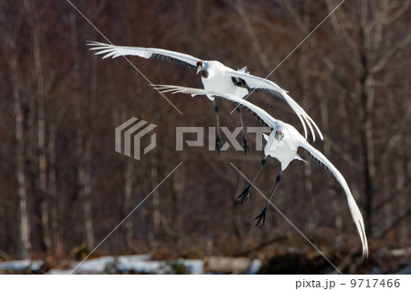 Japanese cranes, Hokkaido, Japan Japanese cranes, Hokkaido, Japan 9717466