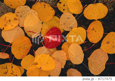 Autumnal aspen leaves. Brown leaves spread out on black rock, with one vivid red leaf in the centre. 9717475