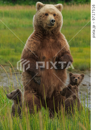 Brown bear sow and cubs, Lake Clark National Park, Alaska, USA 9717516