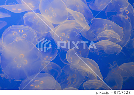 The ghostly translucent moon jelly fish at Monterey Bay Aqarium. 9717528