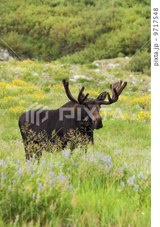An adult moose. Alces alces. Grazing in the long grass in the Albion basin, of the Wasatch mountains, in Utah. An adult moose. Alces alces. Grazing in the long grass in the Albion basin, of the Wasatch mountains, in Utah. 9717548
