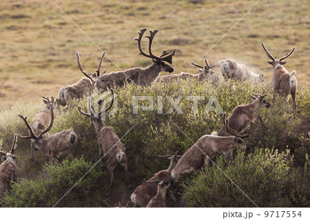 Caribou migrate through the Arctic National Wildlife Refuge, Alaska, USA 9717554