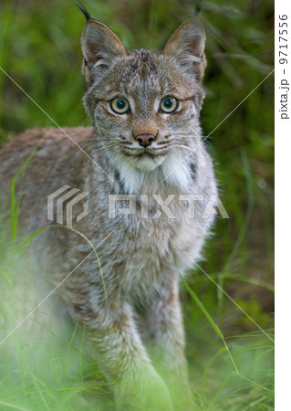 Canadian Lynx, Felis canadensis in Katmai National Park, Alaska. 9717556