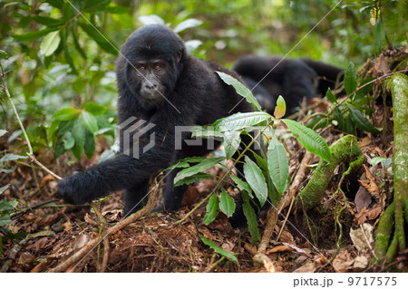 Mountain gorilla juvenile, Volcanoes National Park, Rwanda 9717575