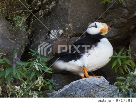 A horned puffin bird (Fratercula Corniculata) in Lake Clark National Park, Alaska. 9717591