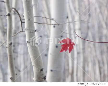 A single red maple leaf in autumn, against a background of aspen tree trunks with cream and white bark. Wasatch national forest. A single red maple leaf in autumn, against a background of aspen tree trunks with cream and white bark. Wasatch national forest. 9717626