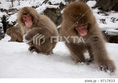 Japanese Macaques in the cold and snowo on Honshu island. Japanese Macaques in the cold and snowo on Honshu island. 9717633