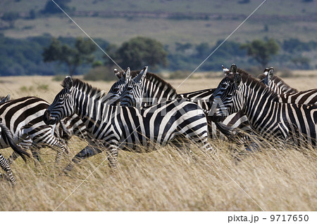 Grant's zebras, Kenya 9717650