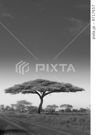 An acacia tree in Serengeti National Park, Tanzania 9717657