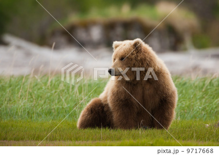 Brown bear, Katmai National Park, Alaska, USA 9717668
