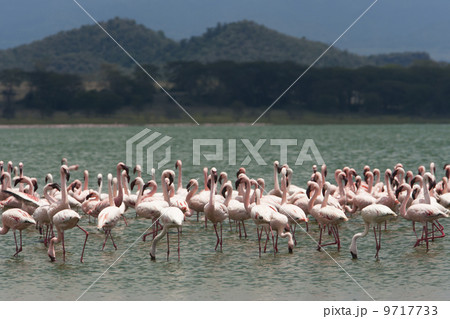 Lesser flamingos, Lake Narasha, Kenya 9717733