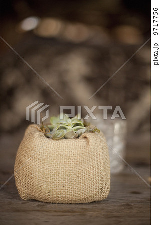 A small succulent plant in a container covered with hessian, on a dining table. 9717756