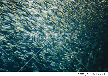 A school of Pacific Sardines fish, in a shoal, moving in the same direction at the Monterey Bay Aquarium. 9717771