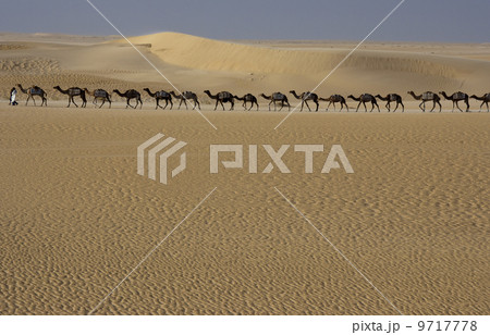 Camel train, Mali 9717778