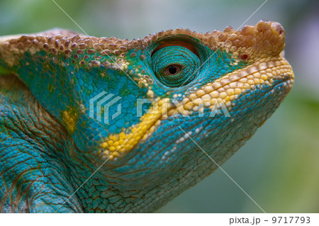 Parson's Chameleon, Calumma parsonii, Madagascar 9717793