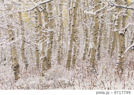A forest of aspen trees in the Wasatch mountains, with white bark. Snow covering on the ground. A forest of aspen trees in the Wasatch mountains, with white bark. Snow covering on the ground. 9717799