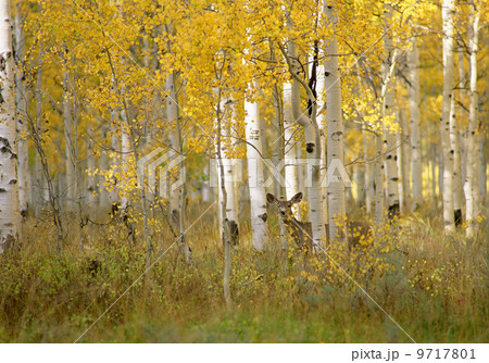 Autumn in Uinta national forest. A deer in the aspen trees. Autumn in Uinta national forest. A deer in the aspen trees. 9717801