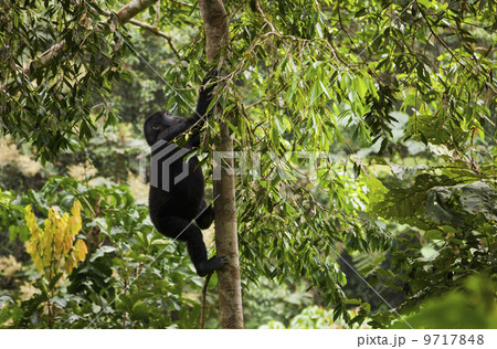 Mountain gorilla juvenile, Volcanoes National Park, Rwanda 9717848