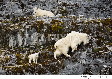 Mountain goats and kid, Glacier Bay National Park and Preserve, Alaska Mountain goats and kid, Glacier Bay National Park and Preserve, Alaska 9717849