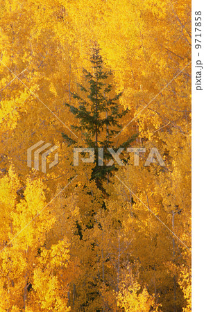 Elevated view over the tops of the aspen trees in the Dixie National Forest in autumn. 9717858