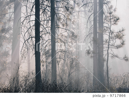 A controlled forest burn, a deliberate fire set to create a healthier and more sustainable forest ecosystem. The prescribed burn of forest creates the right condition for regrowth. 9717866