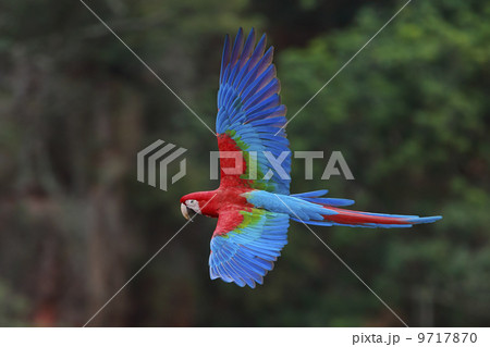 Red-and-green macaws, Ara chloroptera, Buraco das Araras, Brazil 9717870