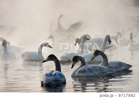 Cygnus cygnus, Whooper swans, on a frozen lake in Hokaido. Cygnus cygnus, Whooper swans, on a frozen lake in Hokaido. 9717882