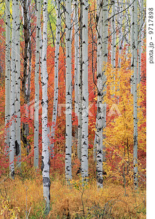 A forest of aspen and maple trees in the Wasatch mountains, with striking yellow and red autumn foliage. A forest of aspen and maple trees in the Wasatch mountains, with striking yellow and red autumn foliage. 9717898