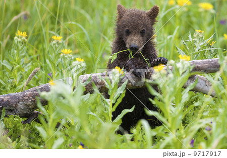 Brown bear cub, Lake Clark National Park, Alaska, USA 9717917