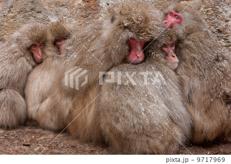 Japanese Macaques in the cold and snowo on Honshu island. 9717969