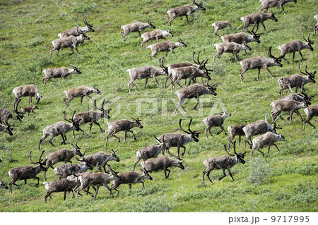 Caribou, Arctic National Wildlife Refuge, Alaska, USA Caribou, Arctic National Wildlife Refuge, Alaska, USA 9717995