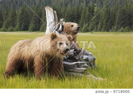 Brown bears, Lake Clark National Park, Alaska, USA 9718000