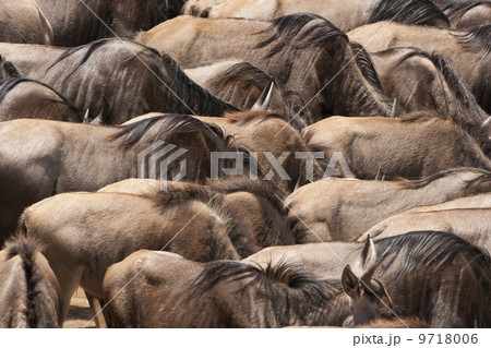 Wildebeests, Kenya Wildebeests, Kenya 9718006