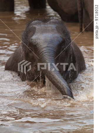 Asian elephants, Bandhavgarh National Park, India 9718032