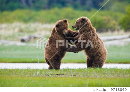 Brown bears, Katmai National Park, Alaska, USA Brown bears, Katmai National Park, Alaska, USA 9718040