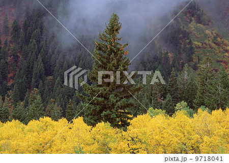 A forest of trees in the Wasatch mountains, with striking yellow autumn foliage. Green pine trees. Low clouds. A forest of trees in the Wasatch mountains, with striking yellow autumn foliage. Green pine trees. Low clouds. 9718041