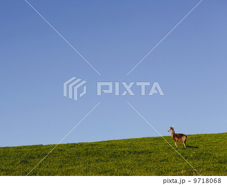 Black-tailed deer on a grassy hillside in Point Reyes National Seashore, in Marin Country, California. Black-tailed deer on a grassy hillside in Point Reyes National Seashore, in Marin Country, California. 9718068