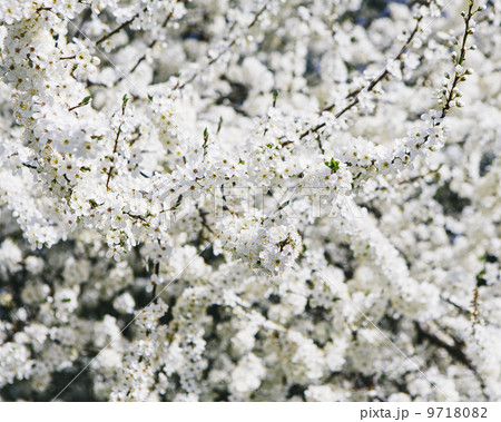 Blooming ornamental cherry trees. White frothy blossom. Spring in Seattle. 9718082