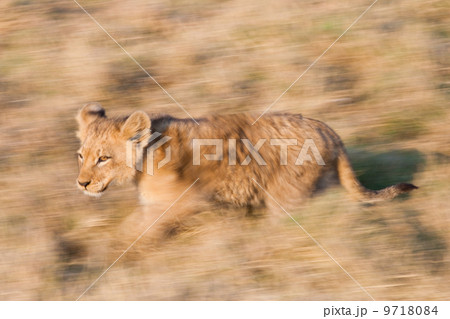 African lion cub, Botswana African lion cub, Botswana 9718084