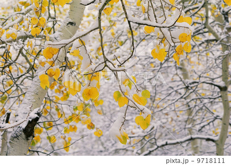 Cottonwood tree branches with yellow autmn foliage. Cottonwood tree branches with yellow autmn foliage. 9718111
