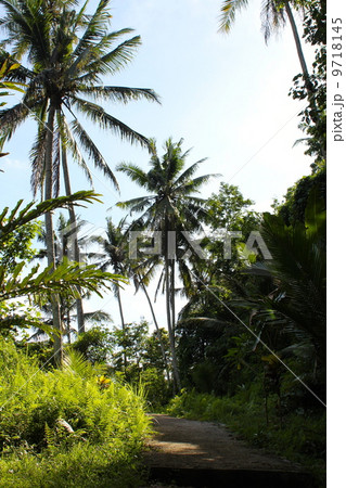 ジャングルの道 9718145