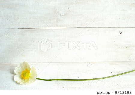 白いポピーの花一輪の写真素材