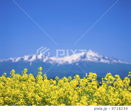 鳥海山 9718239