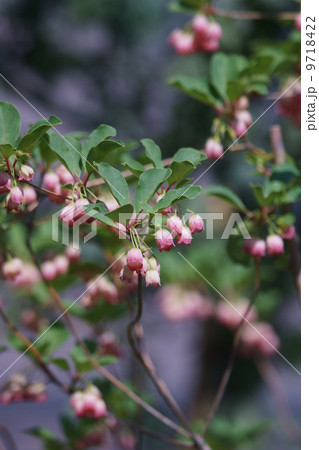 更紗灯台　サラサドウダンと申します。 9718422