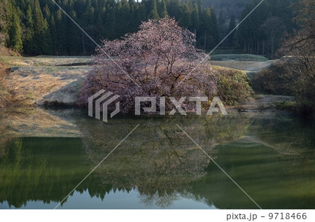 鏡さくら2 9718466