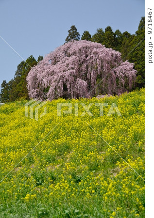 合戦場のしだれ桜 合戦場のしだれ桜 9718467
